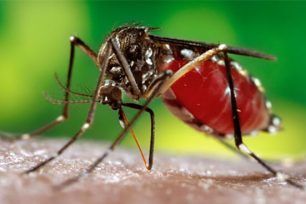 Bật mí những cách diệt muỗi trong nhà hiệu quả cho gia đình