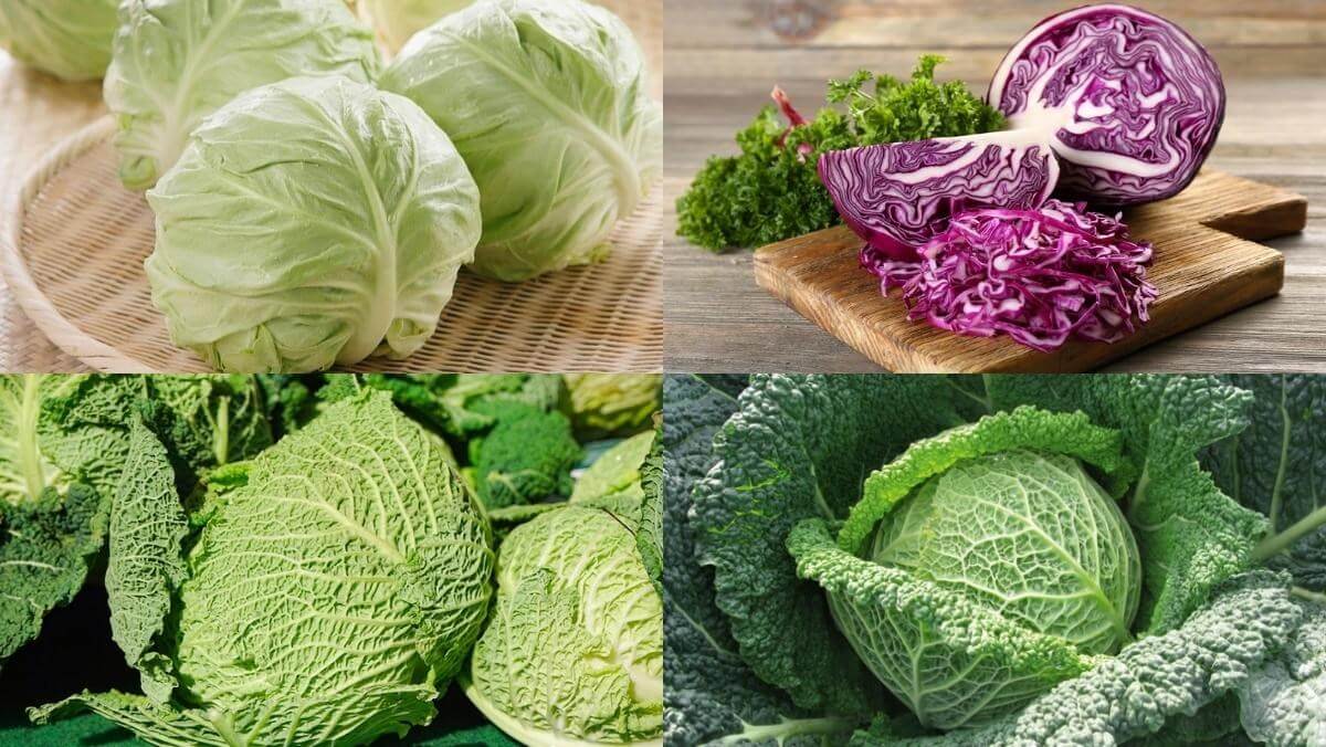 Bạn biết ăn rau gì giảm cân hiệu quả?